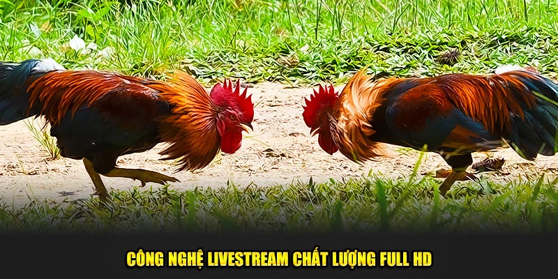 Công nghệ live stream sắc nét full HD