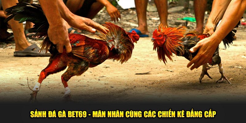 Cách chơi cá cược đá gà BET69